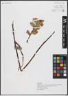 Foto von Salix caprea L.